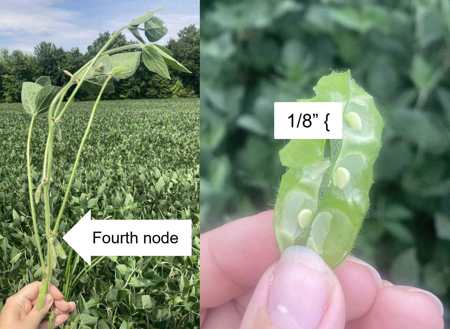 Soybean R5 see seed.png